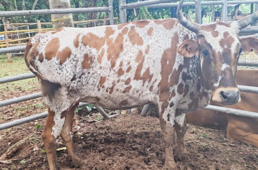  Feria del ganado criollo impulsa tradición y producción en Chiriquí