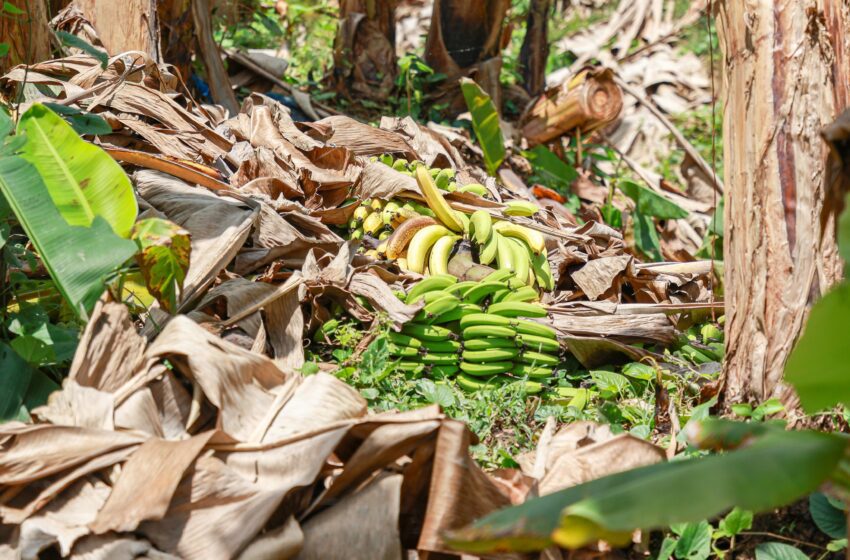 ‘Chiquita volverá a exportar este año’, confirma ministro Moltó