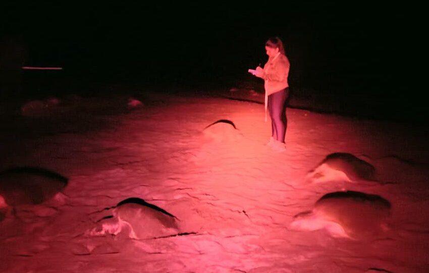  Más de 20 mil tortugas arriban a Playa La Marinera este fin de semana