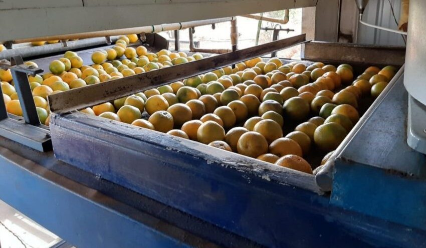 Capacitan a productores coclesanos en manejo de enfermedades de cítricos