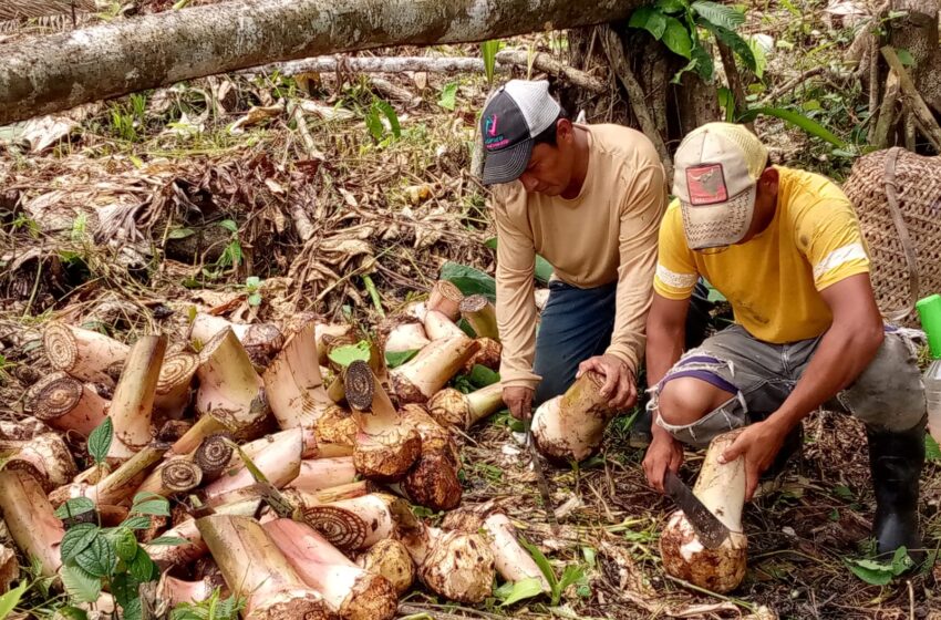 Productores de Donoso fortalecen sus conocimientos en el cultivo de plátano Cuerno Blanco