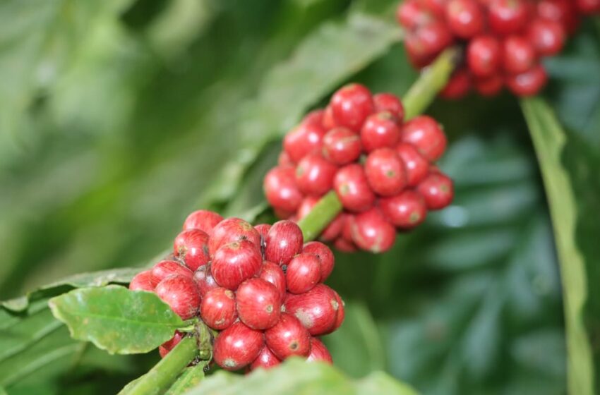  Panamá impulsa el desarrollo del clúster de café de altura mediante alianza público-privada