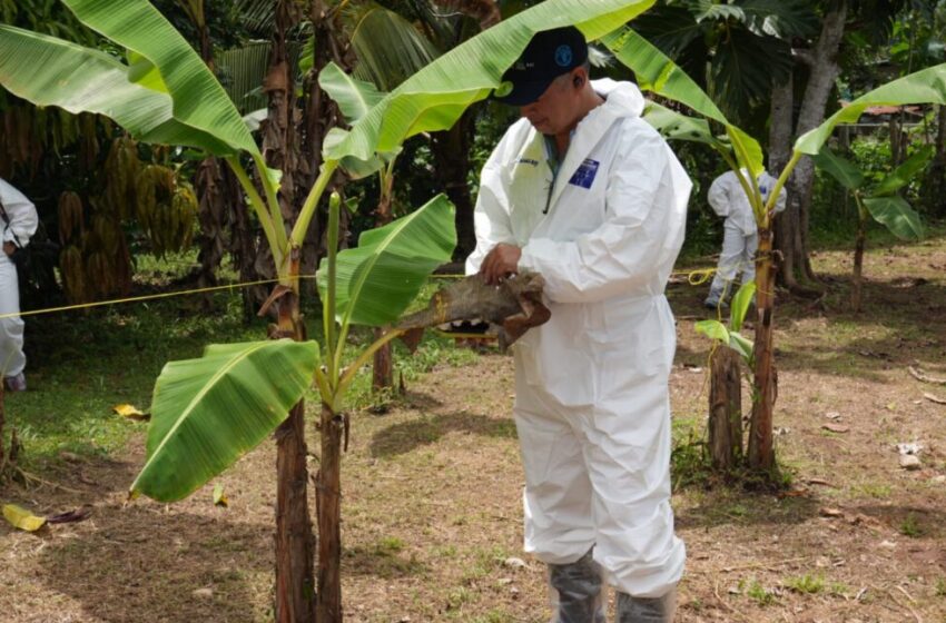 En Darién: fortalecen vigilancia para prevenir hongo que afecta los cultivos de banano y plátano