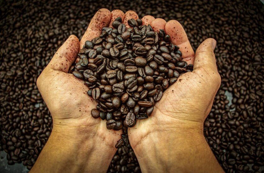 Gobierno reafirma su compromiso con el café panameño y extiende medida de control para proteger la producción nacional
