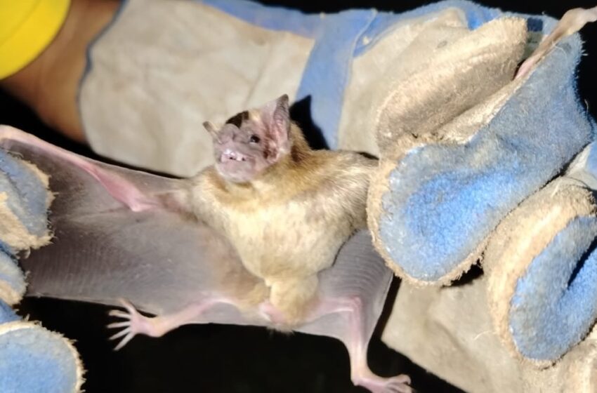  Desarrollan jornada de captura de murciélagos hematófagos en Veraguas