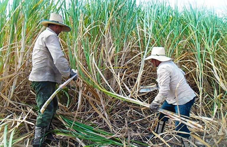 AZUCALPA: Incorporación de bioetanol generará más de 37 mil empleos en Panamá