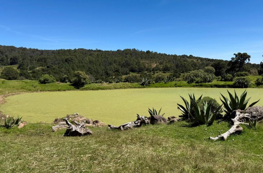 PARLATINO se suma a la diplomacia parlamentaria en seguridad alimentaria desde el Senado de México