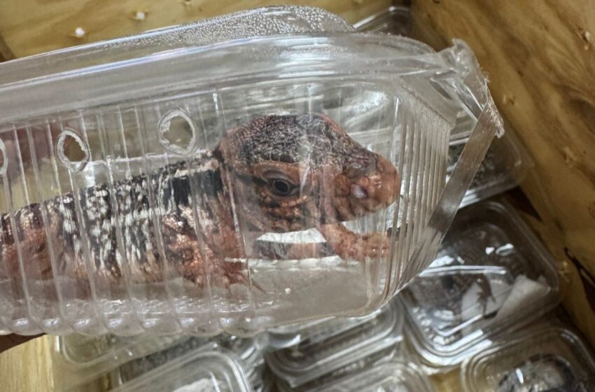 Dirección de Cuarentena del MIDA inspecciona importación de reptiles Tegus
