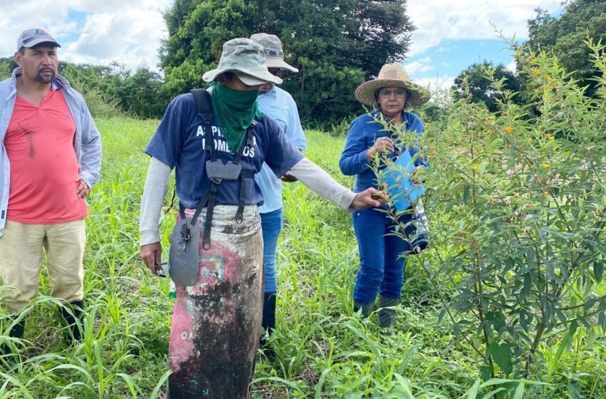  Productores chiricanos implementan nuevas técnicas para aumentar la productividad del guandú