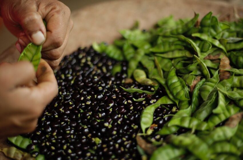  Prueba agroindustrial confirma que el guandú congelado mantiene su sabor y aroma