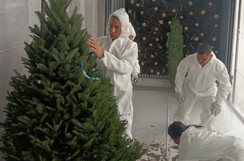  Panamá recibe los primeros contenedores de arbolitos de Navidad