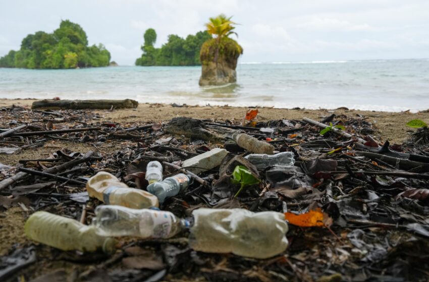  Impulsan recuperación ambiental con operativo de limpieza en Isla Escudo de Veraguas–Degó