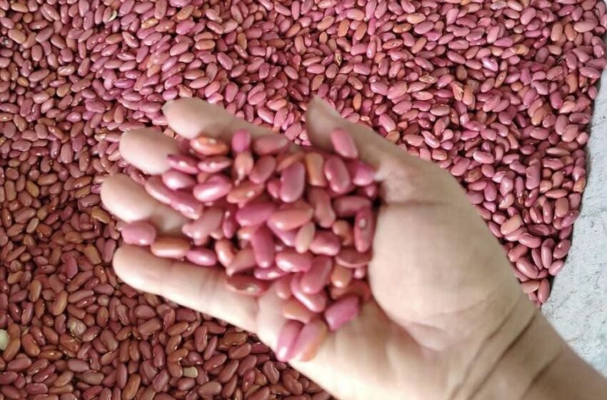  Entregan semillas de frijol biofortificado a productores del país