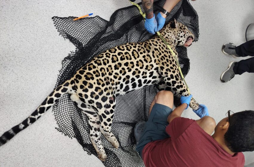  Jaguar muere tras atropello en la autopista Panamá–Colón