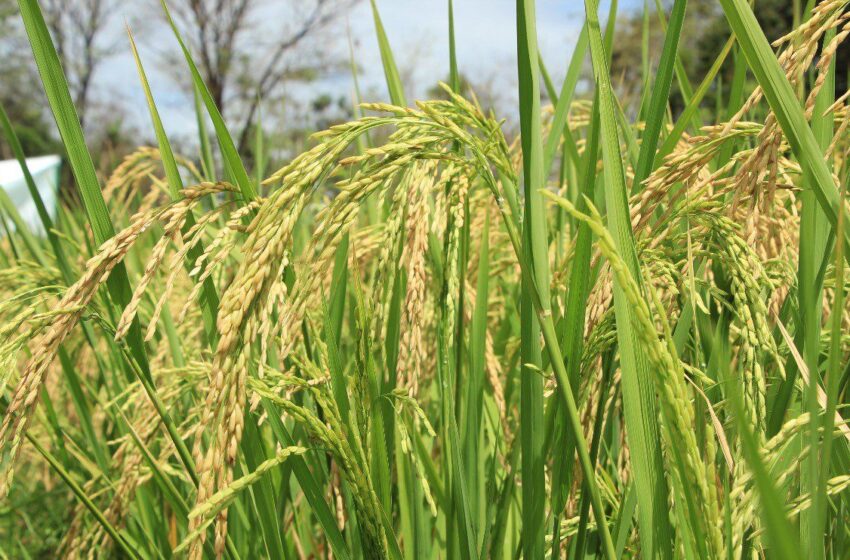  Panamá registra un incremento histórico en la producción nacional