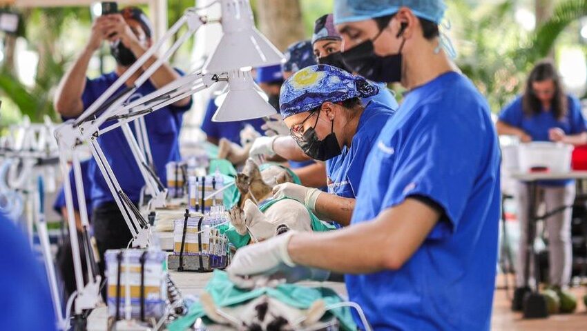  ‘Misión Patitas’ y feria interinstitucional llegan a La Pintada