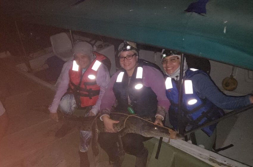  Investigadores de la UTP aportan datos clave para la conservación del cocodrilo americano en el Pacífico Panameño