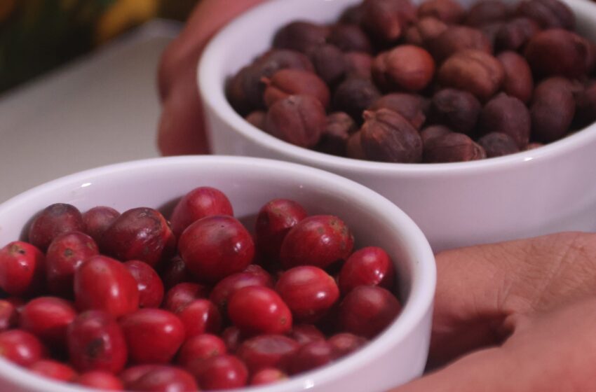  Destacan el potencial del café robusta como motor del desarrollo agropecuario en Panamá