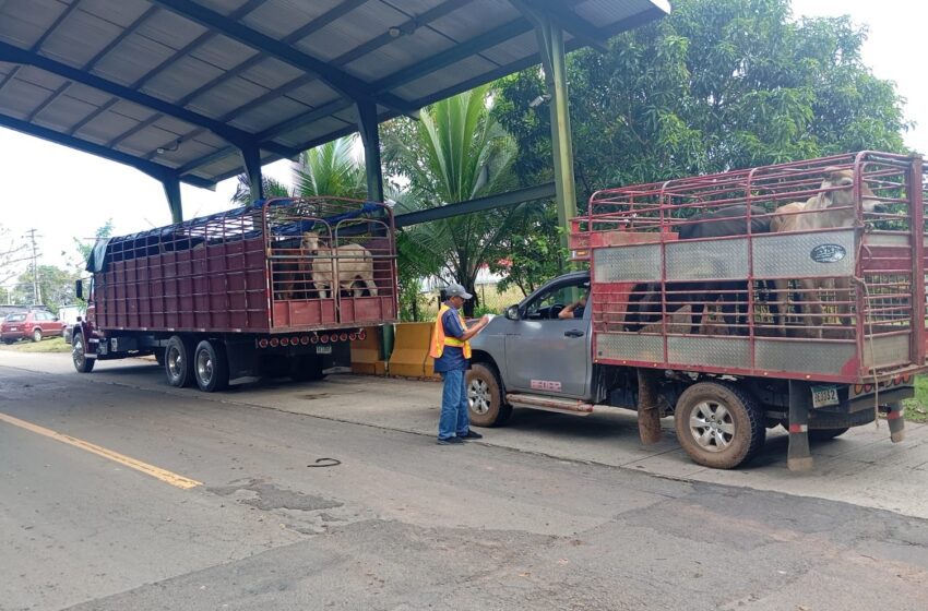  Promueven movilización responsable de animales para prevenir el gusano barrenador