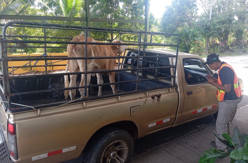  Más de 31 mil animales fueron inspeccionados en controles cuarentenarios del MIDA durante noviembre