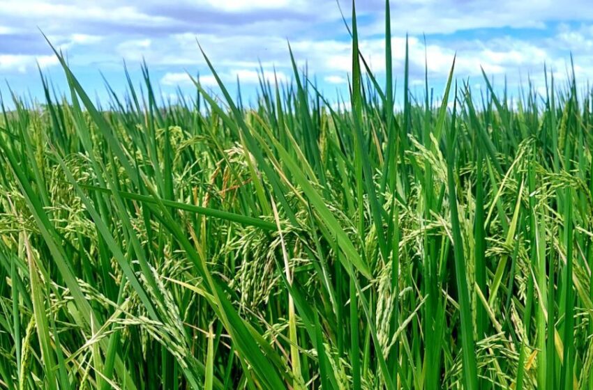  Certificación de semillas de arroz genera ingresos por B/.18 millones para productores panameños