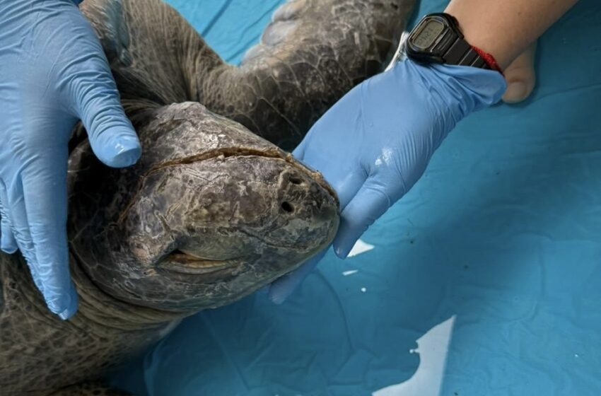  Rescatan y atienden tortuga verde herida en Isla Taboga
