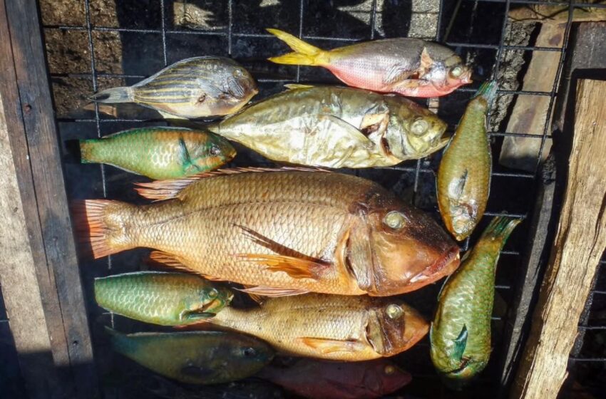  La recuperación de los peces de arrecife de coral podría ayudar a alimentar a millones de personas, revela estudio científico