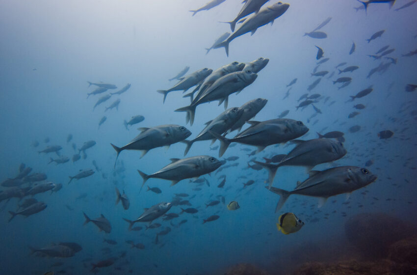  El océano da un paso histórico hacia su protección con la entrada en vigor del Tratado de Altamar