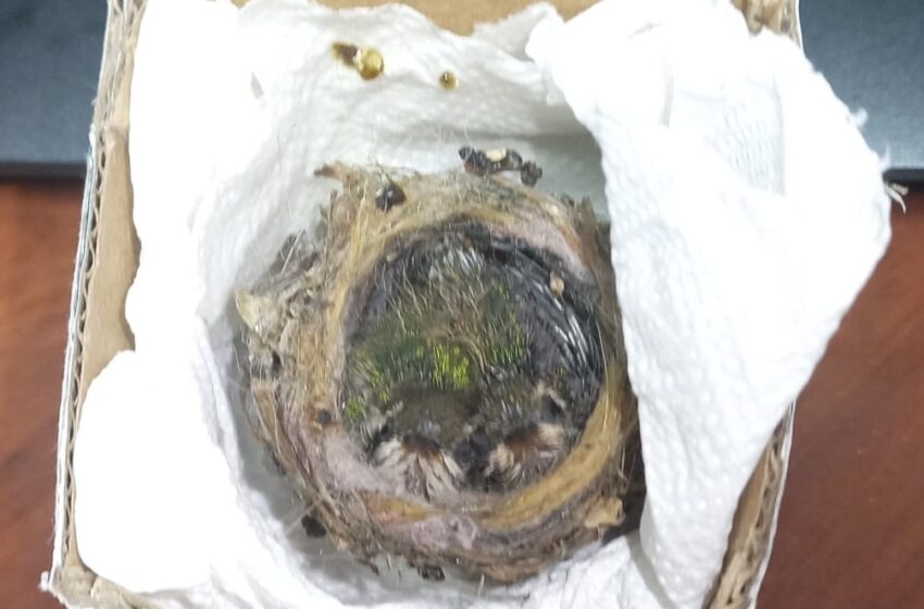  MiAMBIENTE rescata colibríes, tucanes, boas, Zarigüellas, mapaches y oso hormiguero