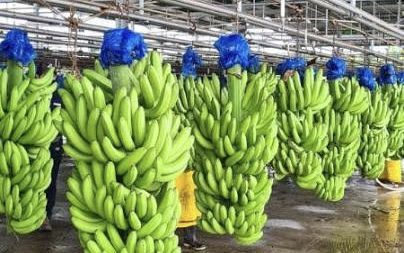  Inicia en Bocas del Toro la primera cosecha de banano de 2026 para abastecer el mercado local