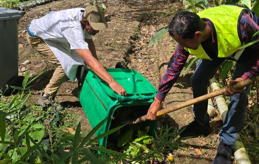  Alcaldía de Panamá promueve la transformación de árboles de Navidad en abono orgánico