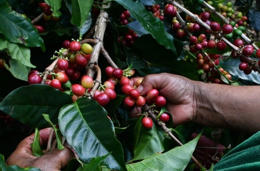  La Cosecha debuta en FITUR 2026 con una experiencia premium que invita a descubrir el origen del café más valorado del mundo