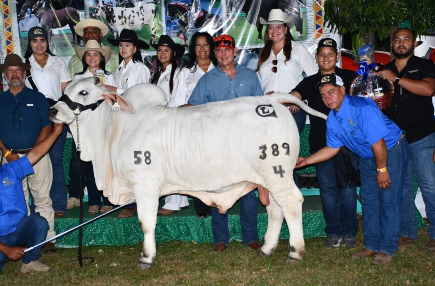  Impulsan mejoramiento genético del sector ganadero en Herrera con entrega de pajuelas de alta calidad