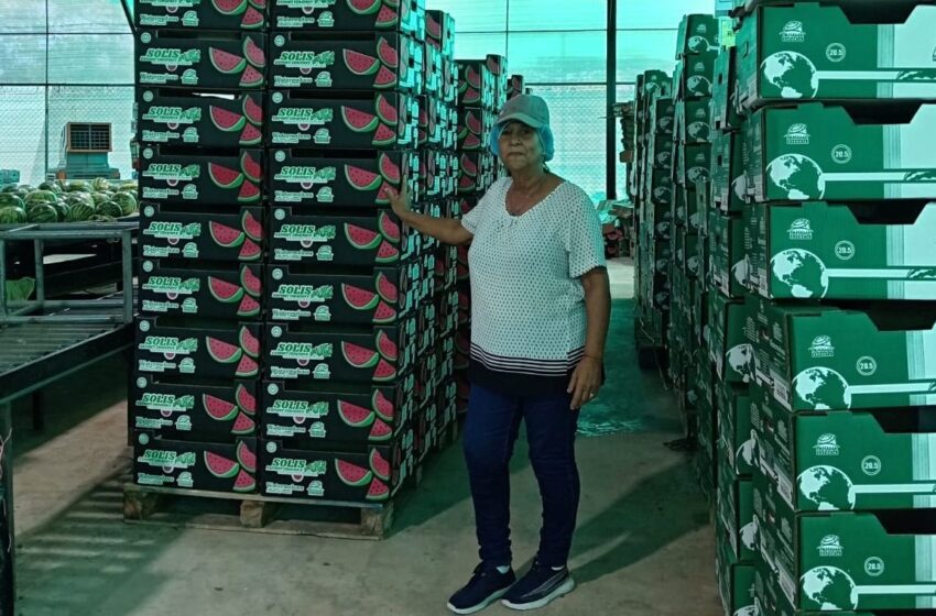  Empresas de Herrera inician la zafra 2026 con exportaciones de sandía al mercado de Holanda
