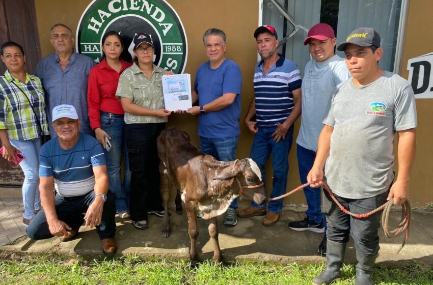  Impulsan mejoramiento genético del hato ganadero en Chiriquí