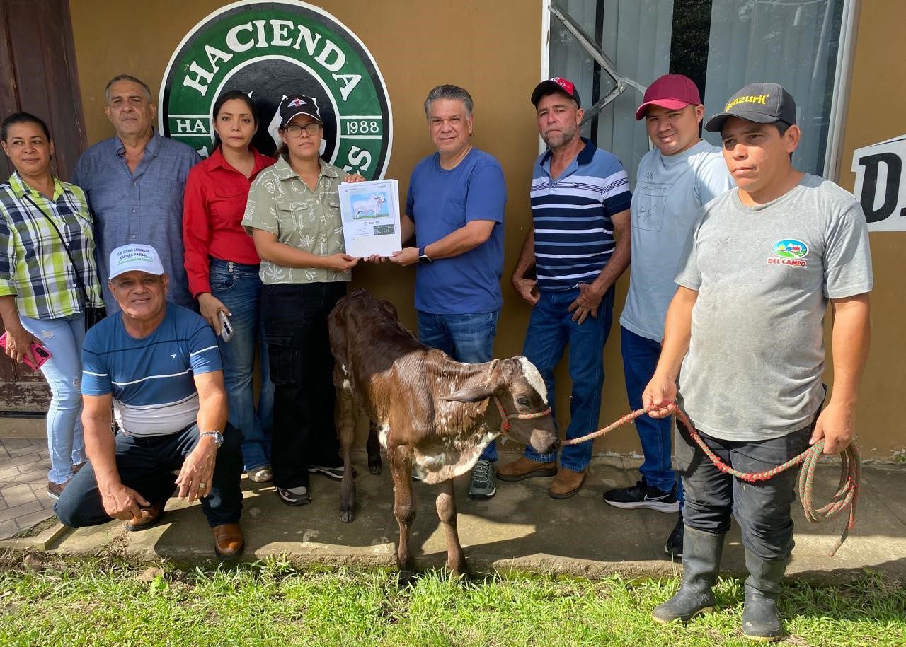 Impulsan mejoramiento genético del hato ganadero en Chiriquí ...