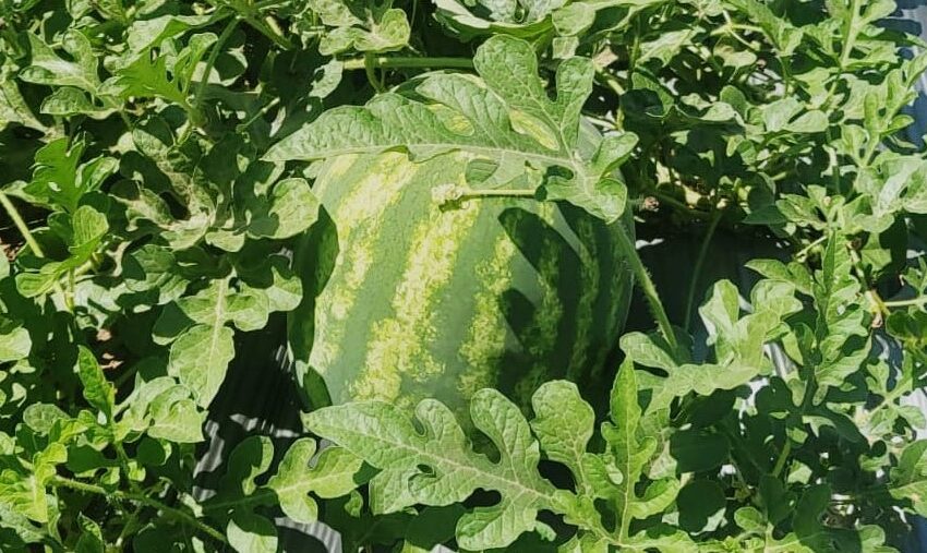  Autoridades agropecuarias dialogarán con productores de sandía de Calobre para fortalecer el sector