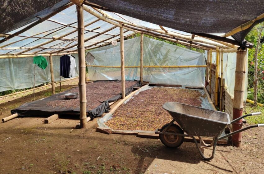  Productores de café fortalecen la calidad del grano mediante jornadas de secado artesanal en Colón
