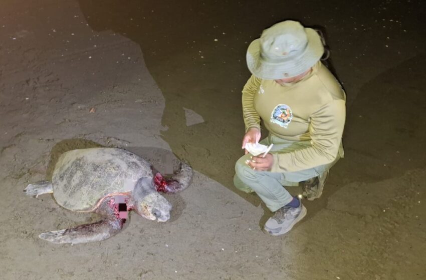  Tortuga marina muere tras presunto ataque de perros en el Refugio de Vida Silvestre Isla Cañas