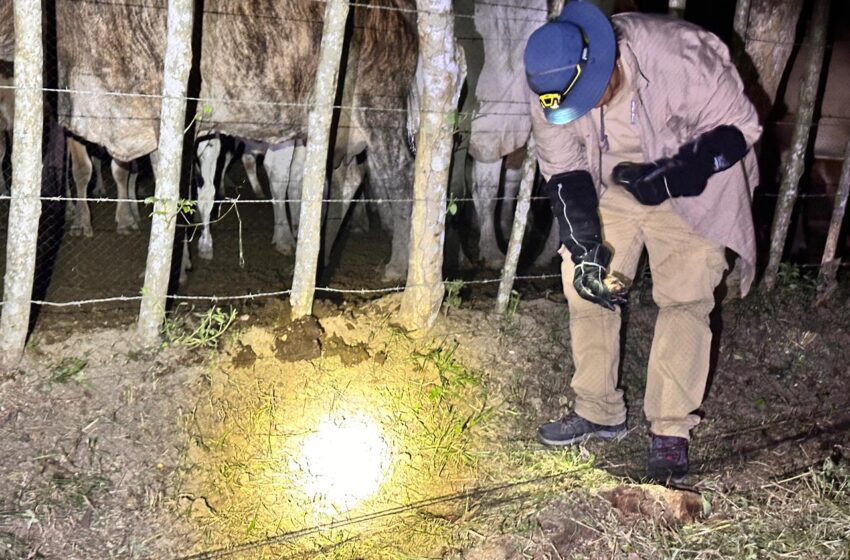  Control sanitario logra captura de 163 murciélagos hematófagos en Panamá Este