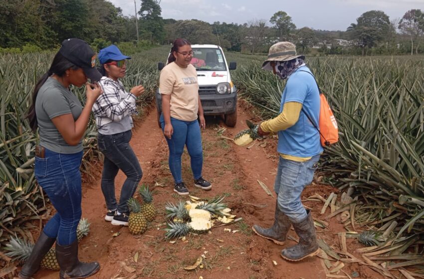  Refuerzan controles fitosanitarios en cultivos de piña de exportación en La Chorrera