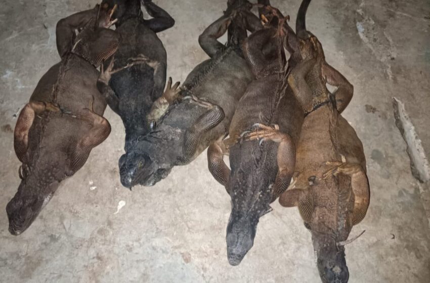  Aprehenden a un ciudadano por posesión ilegal de fauna silvestre en área protegida de Panamá Oeste