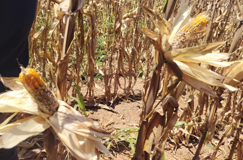  Cultivos de maíz afectados por lluvias en Pedasí son evaluados por el ISA para proceso de indemnización