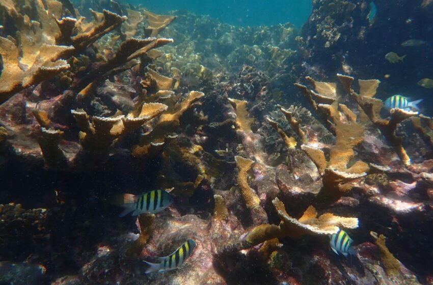  Pastos marinos: ecosistemas clave para la biodiversidad y la seguridad ambiental de Panamá