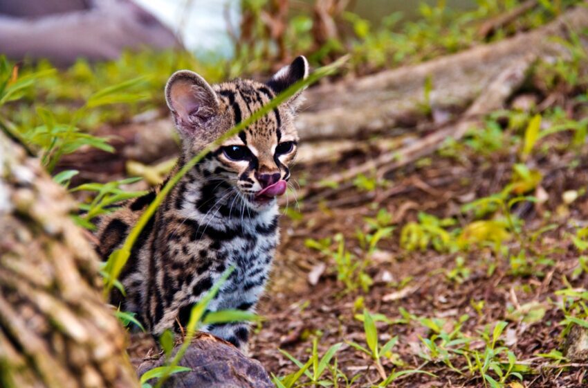  Panamá alberga seis especies de felinos silvestres esenciales para la biodiversidad