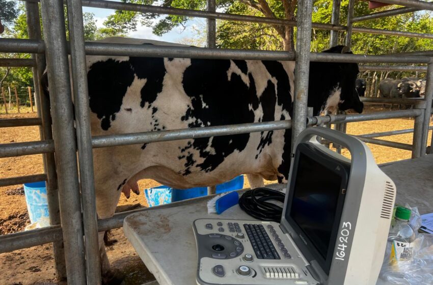  MIDA impulsa la eficiencia ganadera en Panamá Oeste mediante innovaciones en tecnología reproductiva