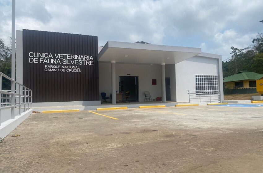  MiAmbiente alerta sobre los riesgos de la tenencia de fauna silvestre tras caso de mona araña con tuberculosis