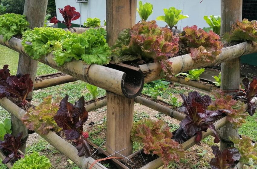  Coordinan talleres para fortalecer asistencia técnica al programa de huertos escolares