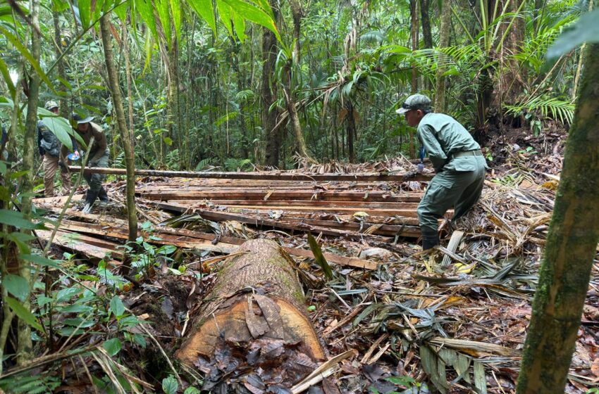  Detectan tala ilegal dentro del Parque Nacional Volcán Barú