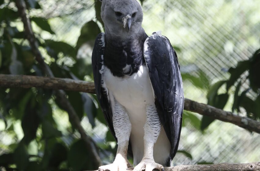  Darién, la provincia que concentra la mayor población de Águila Harpía en Panamá